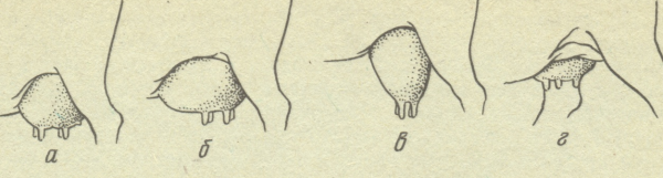 Вымя коровы на белом фоне
