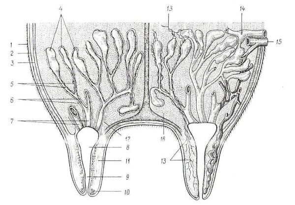 Правильная форма козьего вымени