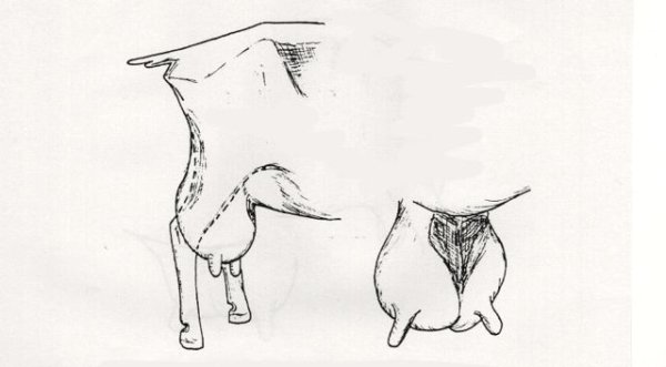 Смешные коровы