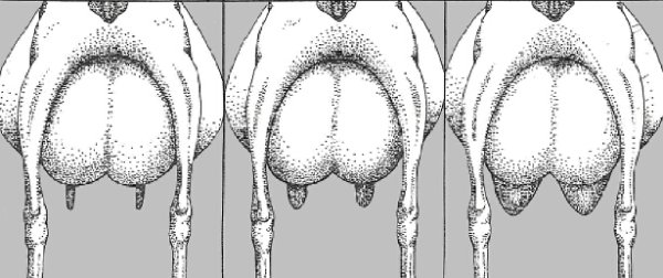 Катаральный мастит у коз