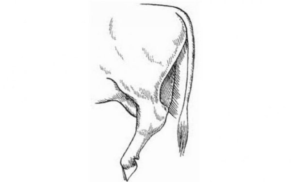 Массаж вымени перед доением