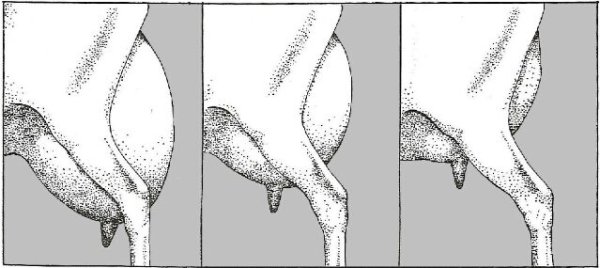 Вымя коровы на белом фоне