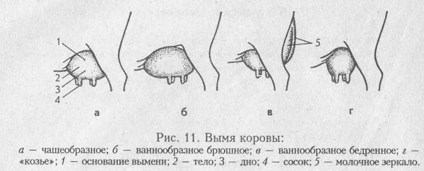 Правильная форма вымени у козы