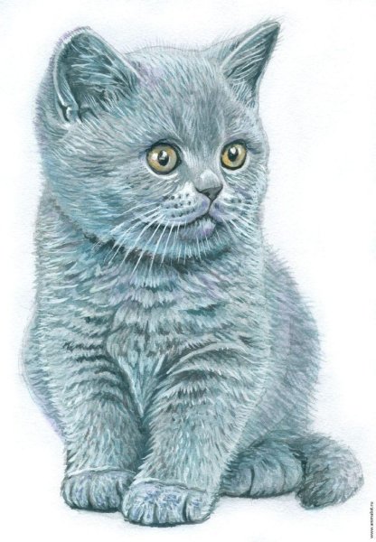 Британская кошка рисунок