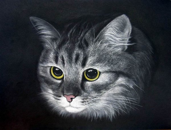 Кот пастелью на черной бумаге