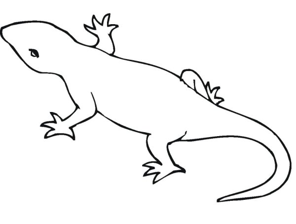 Ящерица раскраска для детей