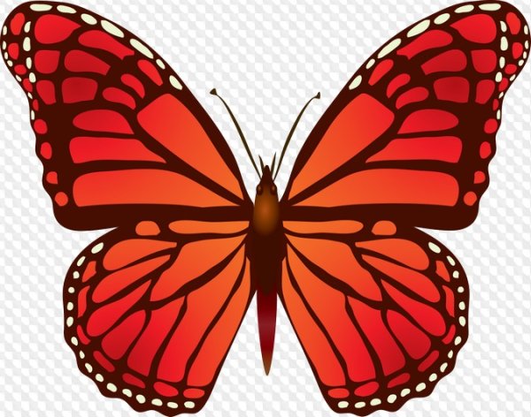 Бабочки для печати