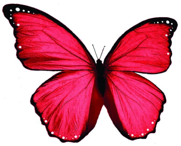 Розовые бабочки