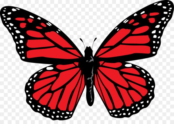 Бабочка красного цвета
