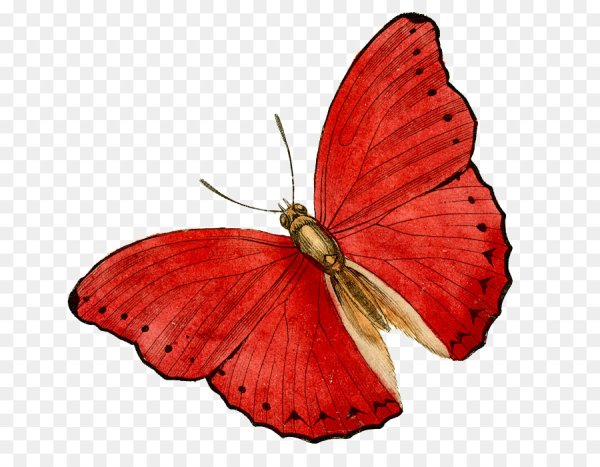 Красная бабочка