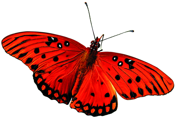 Красные бабочки на прозрачном фоне