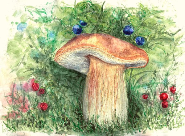 Четвертый лишний грибы ягоды