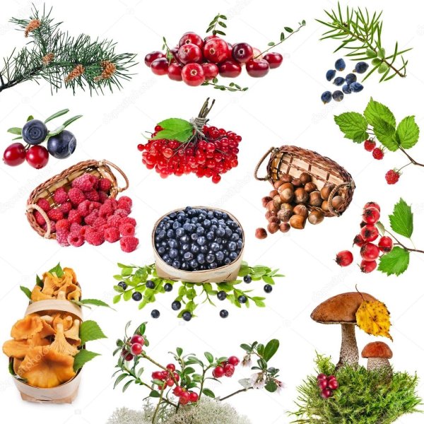 Грибы картина