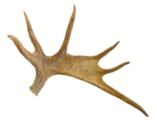 Рога лося вид спереди