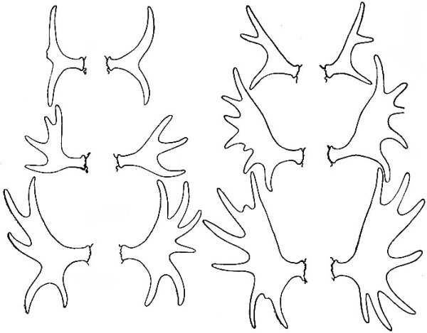 Лекало на Оленьи рога