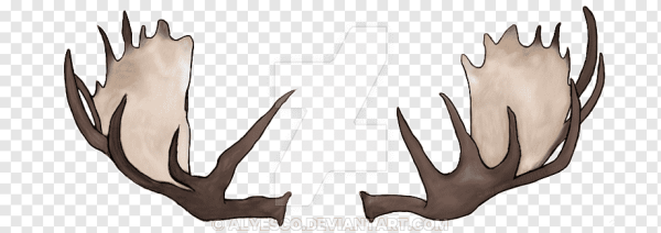 Рога лося на прозрачном фоне