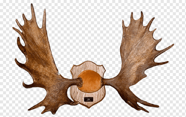 Лосиные рога на белом фоне