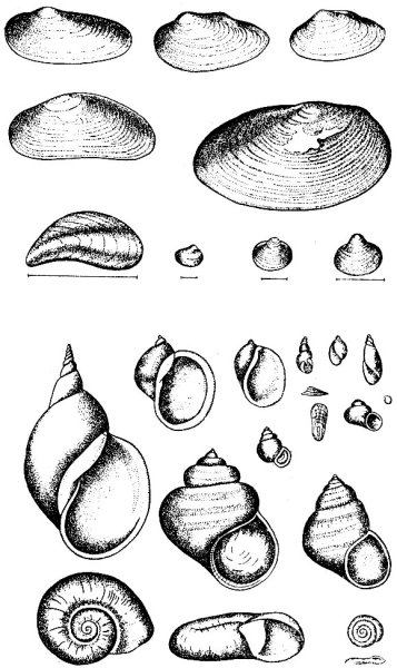 Ракушка двустворчатых моллюсков