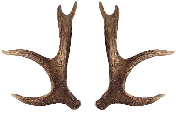 Лосьи рога на белом фоне