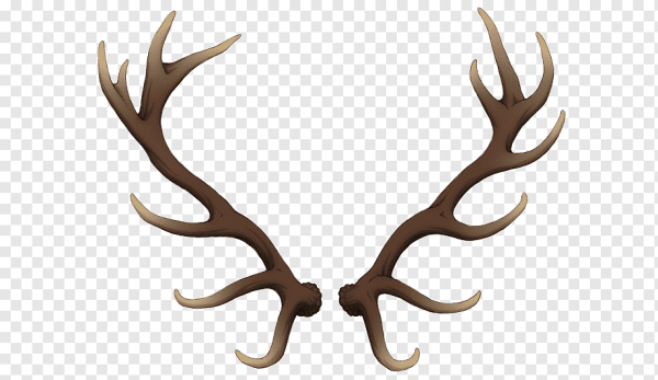 Оленьи рога на белом фоне
