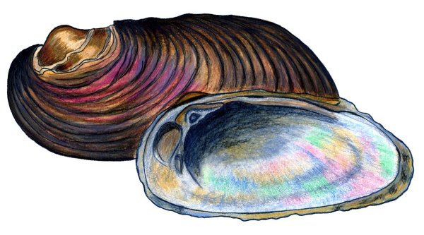 Жемчужница обыкновенная