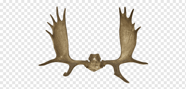 Лосиные рога на белом фоне