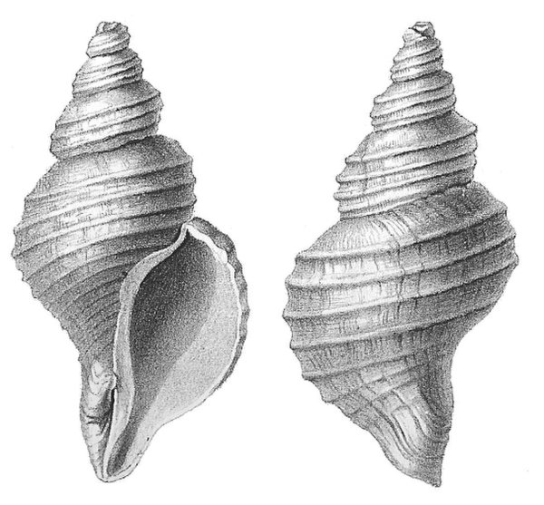 Neptunea tabulata