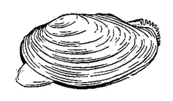 Раковина двустворчатого моллюска беззубки