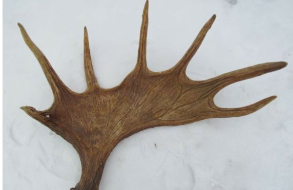 Рога лося сбоку