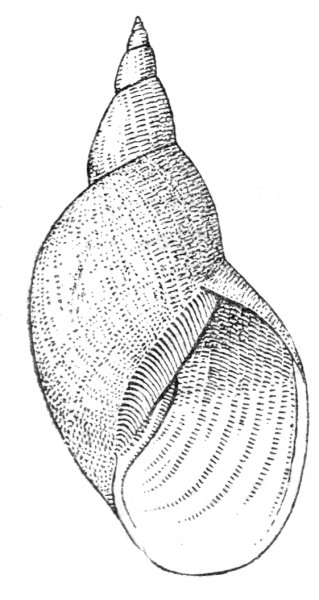 Lymnaea stagnalis