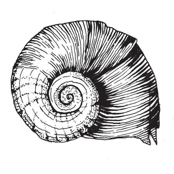 Ракушка Графика