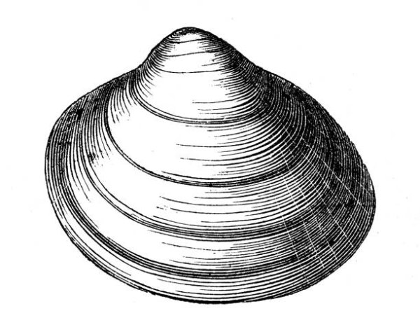 Годичные кольца раковин двустворчатых моллюсков