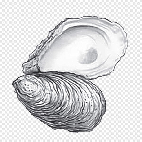 Устрицы на прозрачном фоне