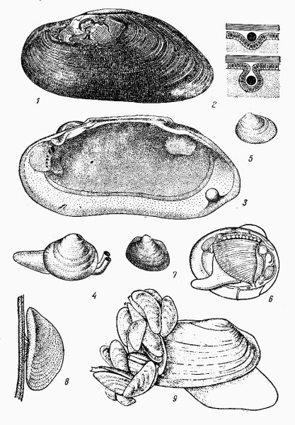Жемчужница перловица