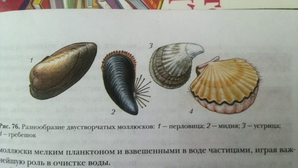 Беззубка, перловица, мидии, устрицы, гребешки.