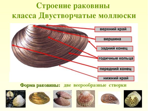 Беззубка моллюск строение раковины