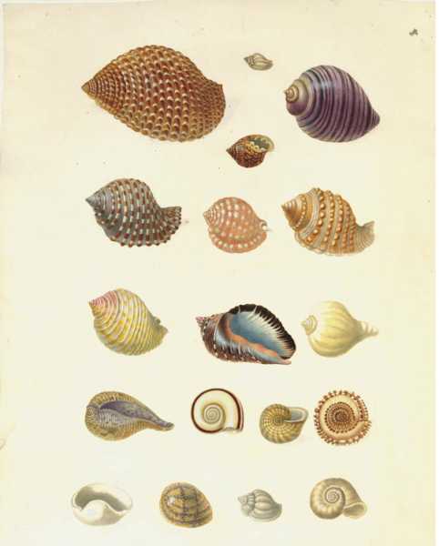 Раковины пресноводных и морских моллюсков