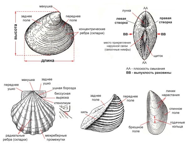 Строение раковин двустворчатых и брюхоногих моллюсков