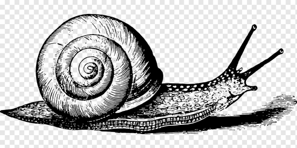 Улитка моллюск