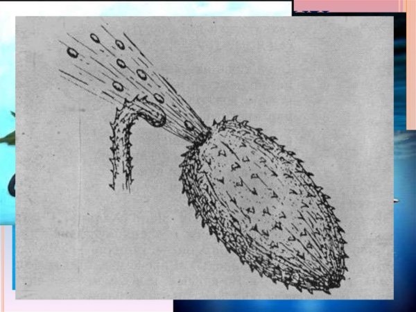 Бешеный огурец реактивное движение