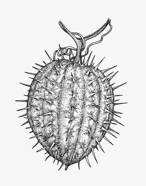 Бешеный огурец выстреливает семена