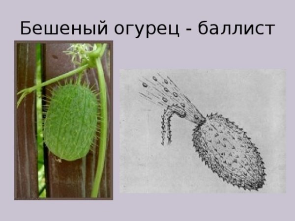 Огурец посевной гербарий