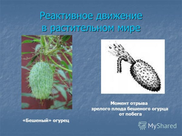 Эхиноцистис усики