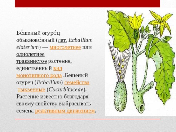 Бешеный огурец сообщение