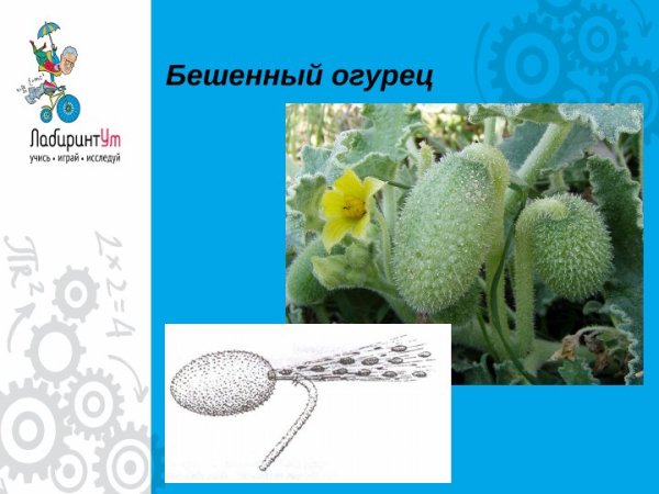 Саморазбрасывание семян бешеный огурец