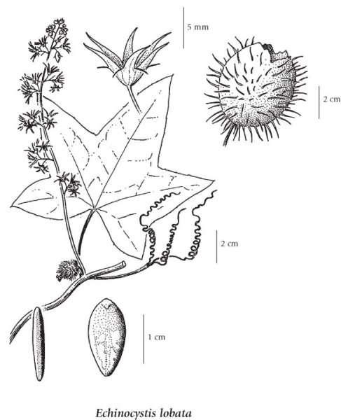 Бешеный огурец на белом фоне