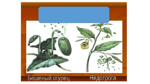 Бешеный огурец размножается