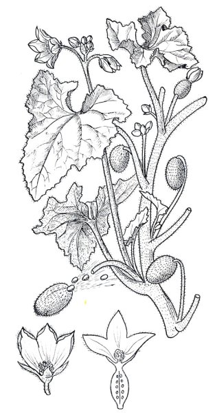 Бешеный огурец реактивное движение