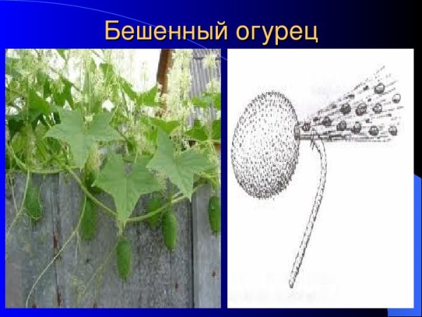 Лиана бешеный огурец