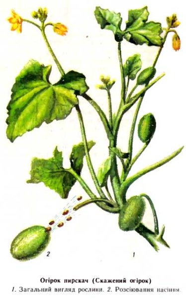 Саморазбрасывание семян бешеный огурец